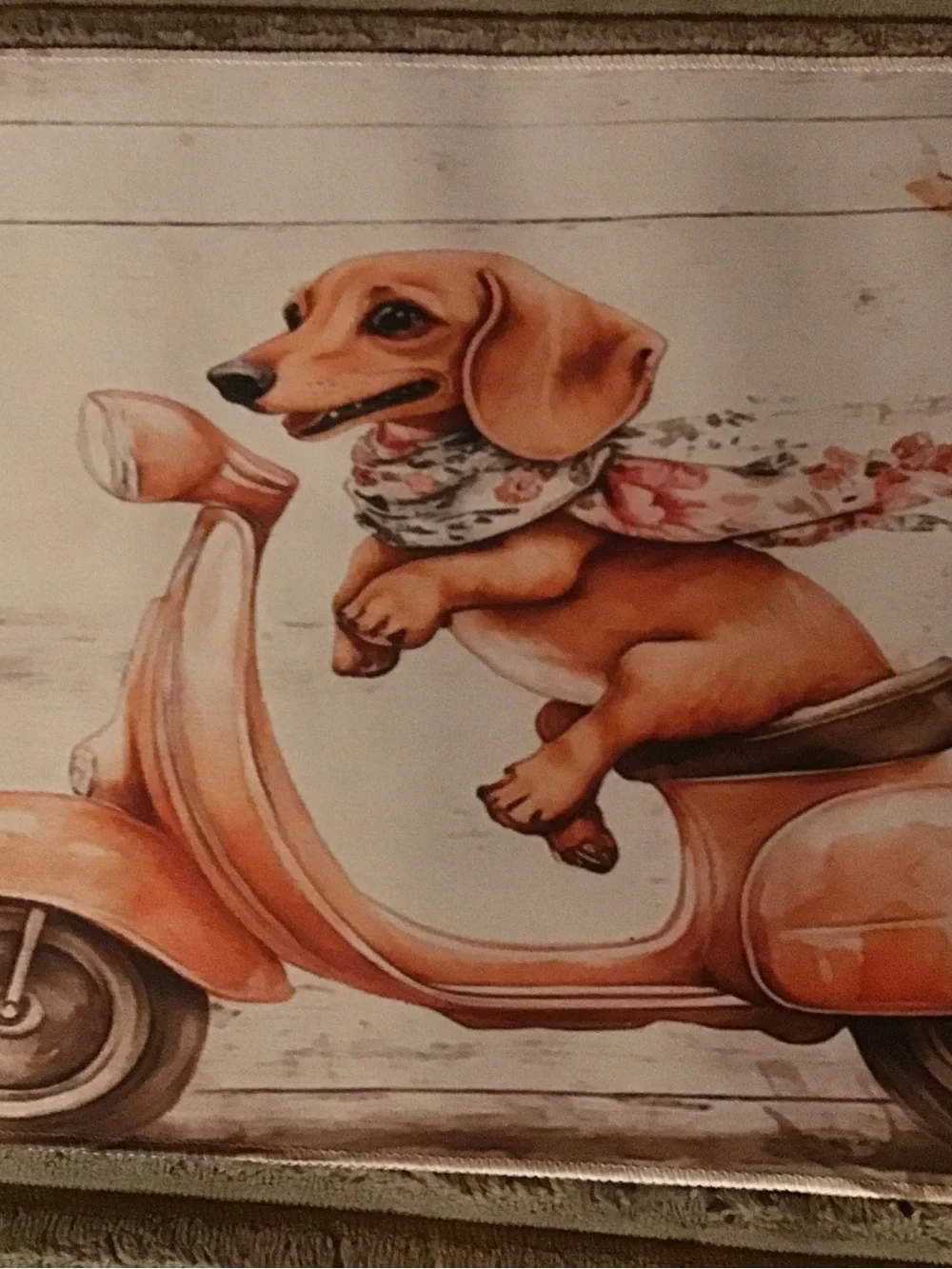 N/A charming dachshund